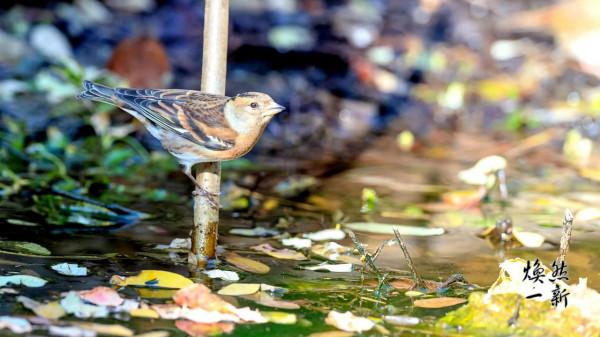 燕雀安知鴻鵠之志？此燕雀非彼燕雀