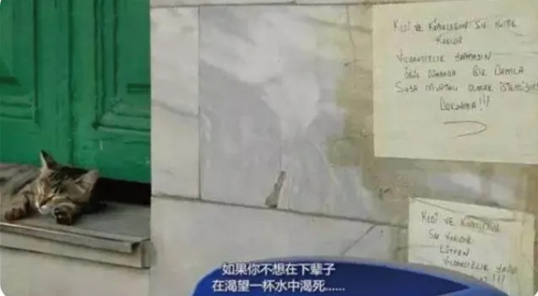 偶遇路中央喝水的流浪貓，大叔停車等候，畫面過暖