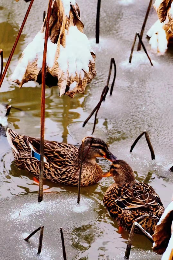 恰似北國風光，浪漫宣恩瑞雪入景好搶眼！