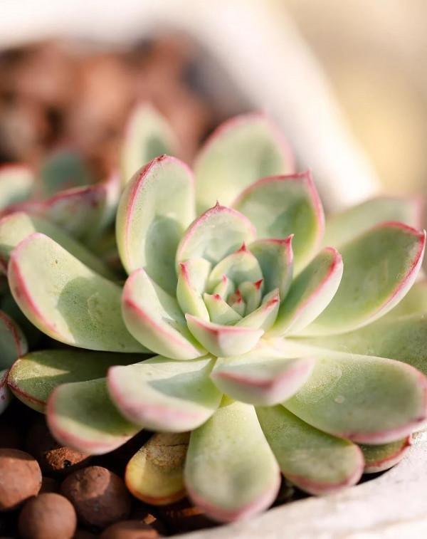 多肉的世界,簡單執著,看看你都見過哪些 多肉的世界,簡單執著,看看你都見過哪些