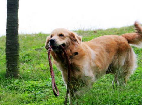 “六大”最受歡迎的狗狗排行榜,你家萌寵上榜了嗎? “六大”最受歡迎的狗狗排行榜,你家萌寵上榜了嗎?