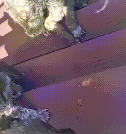 狗狗被拴在老屋前，卻常年得不到食物，主人：養來就是看家的