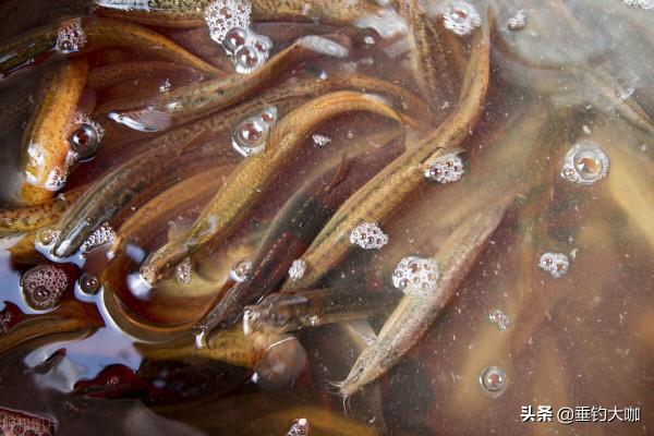 泥鰍打窩釣魚，為何人人唾棄？釣友：那不是釣魚是捕魚