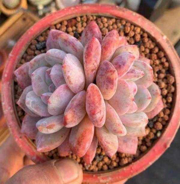 看了就想抱回家的多肉