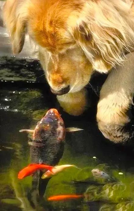 分享：抓拍動物精彩瞬間，驚豔絕倫，實為罕見