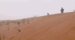 “貓咪住進60層頂樓”被刷爆,網友:救命!美瘋了 “貓咪住進60層頂樓”被刷爆,網友:救命!美瘋了