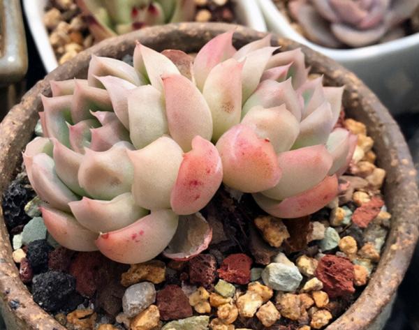 天涼，多肉進入生長“快車道”，滿足5點，莖葉長得又壯又美