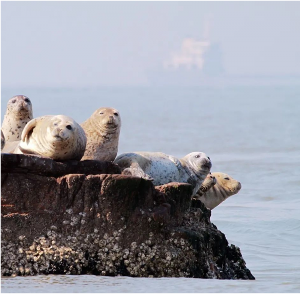 林草科普|斑海豹提前一月回到遼河口 林草科普|斑海豹提前一月回到遼河口