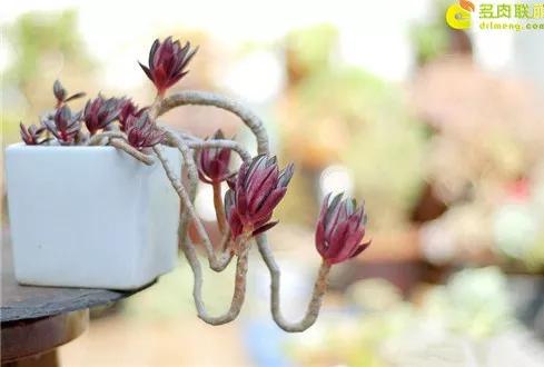 多肉的世界,簡單執著,看看你都見過哪些 多肉的世界,簡單執著,看看你都見過哪些