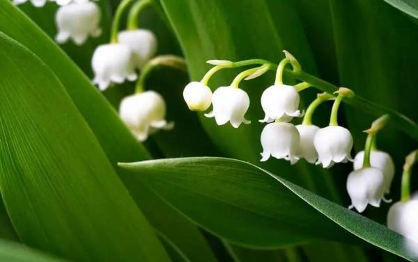 以下五種客人來家裡串門,很不受歡迎 以下五種客人來家裡串門,很不受歡迎