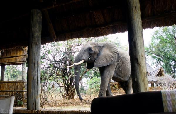 我在東非坦尚尼亞追尋動物的足跡，告訴你不一樣的動物王國（2）