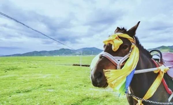 中國最美的9大草原，一輛車，三五好友，就可以馳騁在草原上