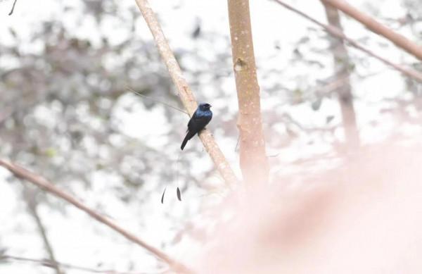 墨脫拍小盤尾的故事