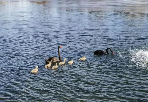 春江水暖鵝先知