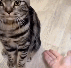 這些貓為了保護主人，可以連命都不要，太有安全感了