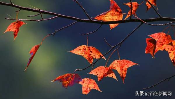 美到不捨得眨眼！來德保，邂逅黑天鵝