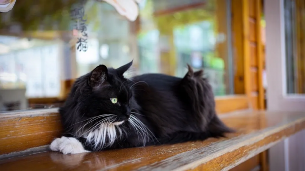 布能豹：我跑過最長的路是鏟屎官的套路