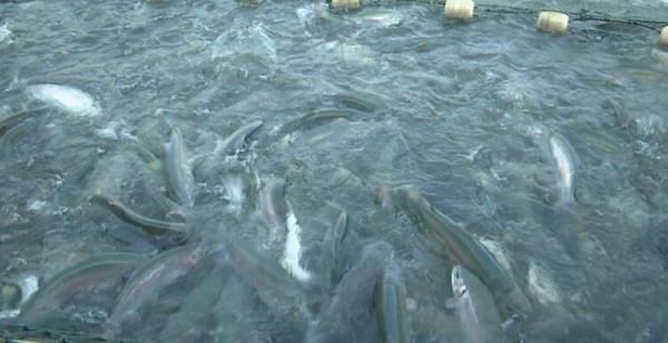 中國農民豐收節 水清魚躍忙增收 中國農民豐收節 水清魚躍忙增收