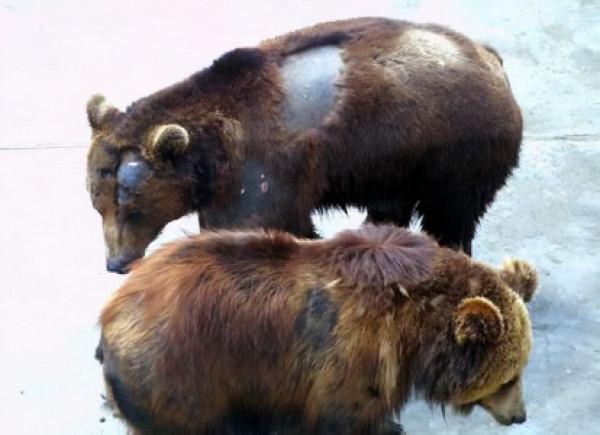 19年前北京“硫酸傷熊事件”的清華大學生,從天之驕子到學校之恥 19年前北京“硫酸傷熊事件”的清華大學生,從天之驕子到學校之恥