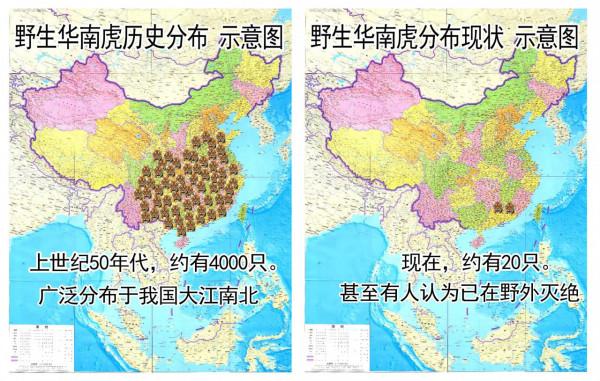 虎年說老虎：中國&mdash;&mdash;老虎種類的大國，老虎數量的小國