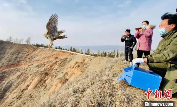 青海：救助、放歸四隻國家二級保護野生動物
