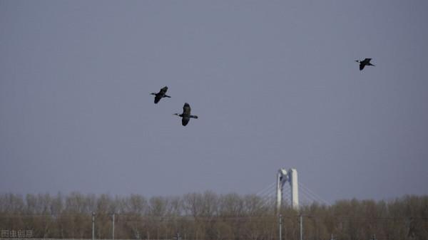 像候鳥一樣避寒避暑，會打亂人的身體機能