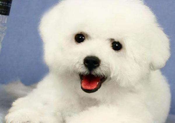 適合家養的幾種狗狗 適合家養的幾種狗狗