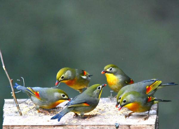 2009年，湖南20只相思鳥集體“自殺”，莫非鳥殉情的傳聞是真的？