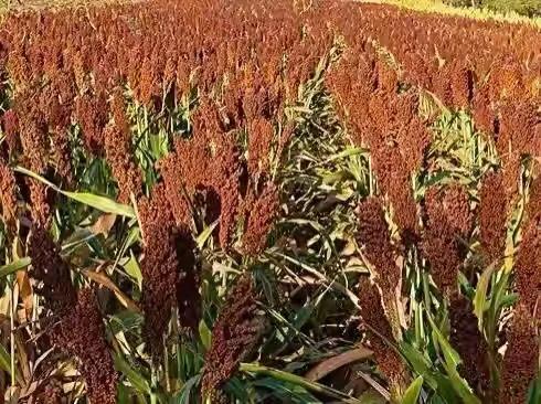 東北四大農作物