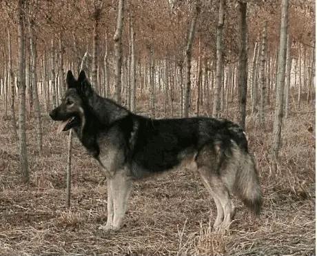 因不願面對投降的事實，兩名日軍在投降儀式前夕逃入深山