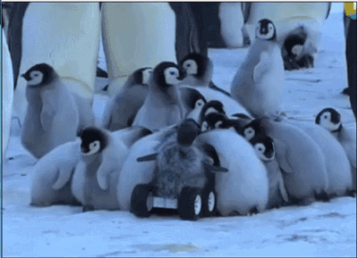 20個關於動物的有趣知識,有些動物居然牽著手睡覺 20個關於動物的有趣知識,有些動物居然牽著手睡覺