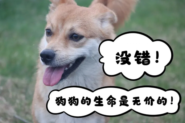 一隻小狗的委屈:我被大狗咬了,2000元的我不配有15000元的治療費?結局反轉…… 一隻小狗的委屈:我被大狗咬了,2000元的我不配有15000元的治療費?結局反轉……