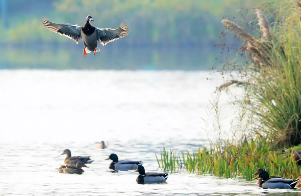 嘎嘎~走！去菁蓉湖看元氣滿滿鴨