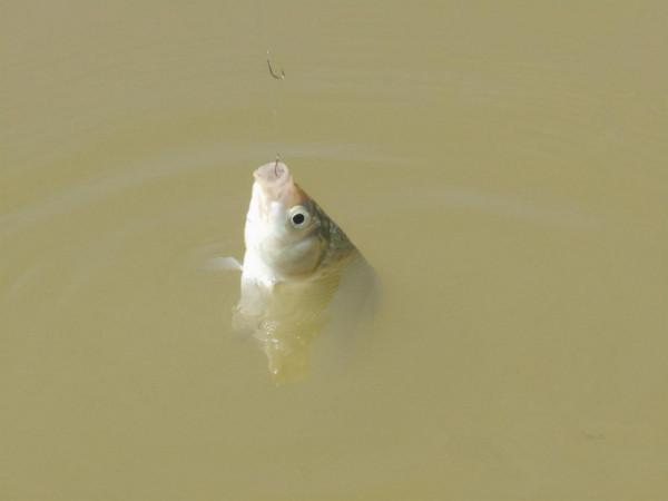 魚口太輕,不妨試試這幾招,訊號一出就提竿,竿竿都有實口 魚口太輕,不妨試試這幾招,訊號一出就提竿,竿竿都有實口