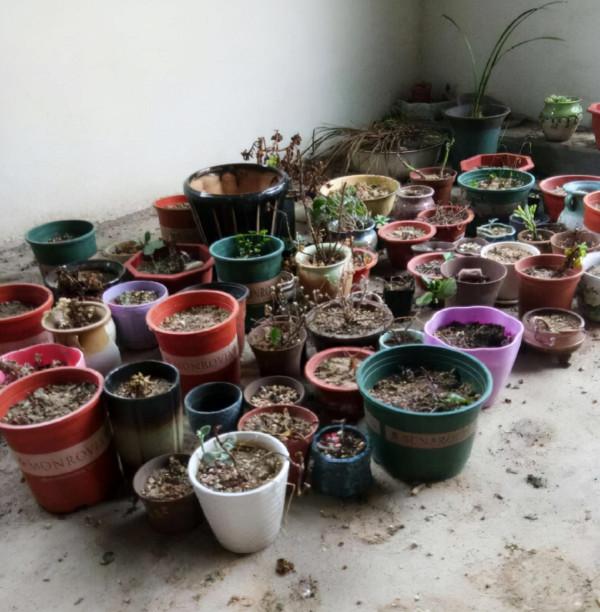 秋天植物甦醒後，重點防爛根，4個要點要做好