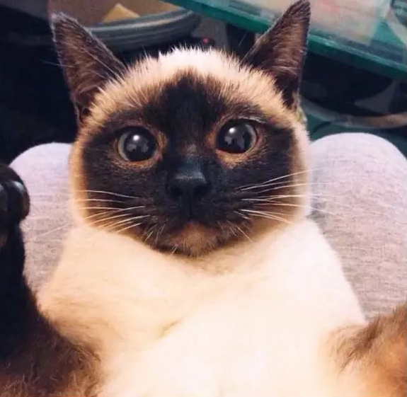 養暹羅就像在拆盲盒，拆著拆著…意外就發生了