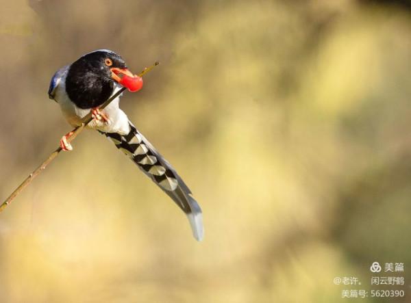 不為雞犬是戰狼，但看紅嘴藍鴉鵲