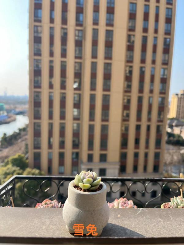 小白慢慢開始學習多肉如何修根配土上盆