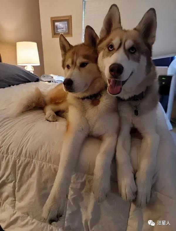 兩隻超高顏值的哈士奇相戀，可沒想到居然生下一隻斷案狗