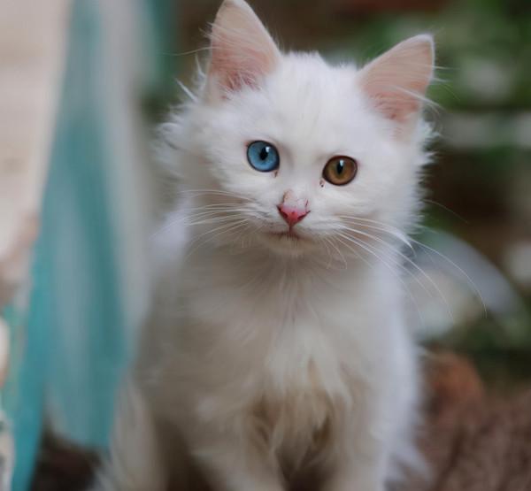 可當布偶貓的平替，獅子貓顏值高毛髮厚密，為何現在養的人很少？