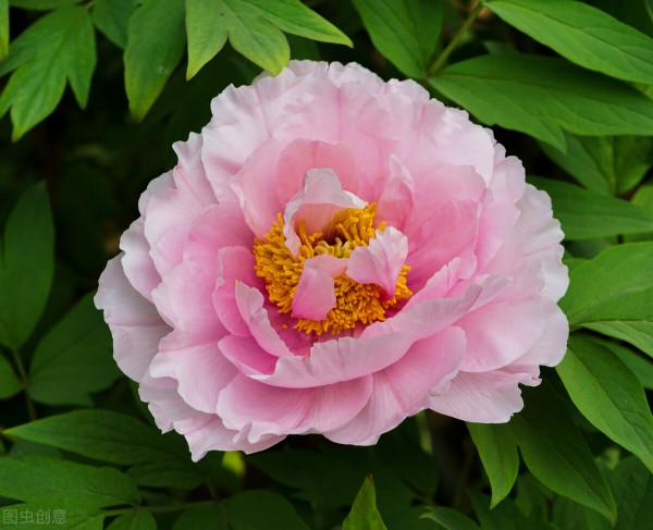 花之君子也（蓮）