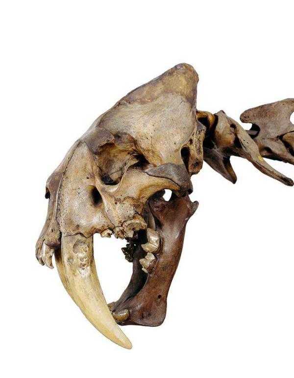 史前人類處於食物鏈頂端？科學家發現，古人類曾是馬刀齒貓的主食