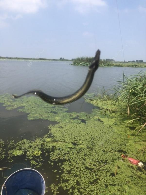 2021垂釣日誌之48，白馬湖高溫揮汗提鯽忙