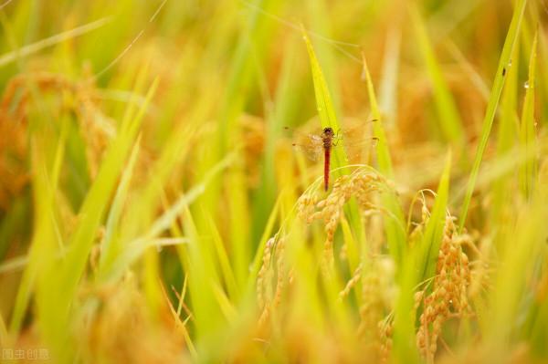 天氣預報：今年年景好不好？正月初八天氣能預兆，看老祖宗怎麼說