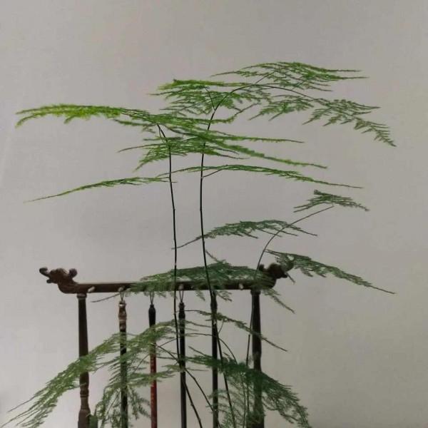 文竹吊蘭澆點“激素水”，葉子綠油油的，越養越美麗