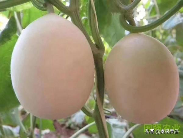 冰糖雪梨～就是甜