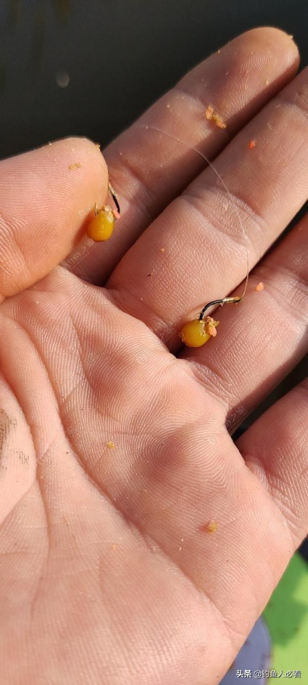 秋末時節野釣鯽魚,為何掛麥粒可以連竿 秋末時節野釣鯽魚,為何掛麥粒可以連竿