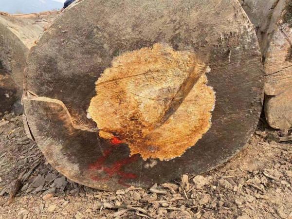 可怕,有人買到爛心櫸木原木 可怕,有人買到爛心櫸木原木