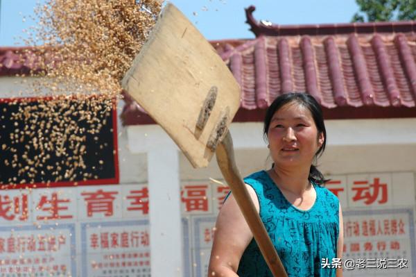 小麥想高產，只需記住“一千斤長相，八九百斤的產量”，效益翻倍