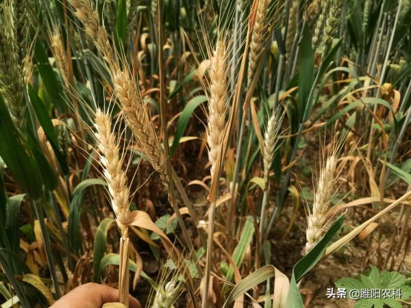 防治小麥白穗病有技巧,播種前,多做這一點最關鍵 防治小麥白穗病有技巧,播種前,多做這一點最關鍵